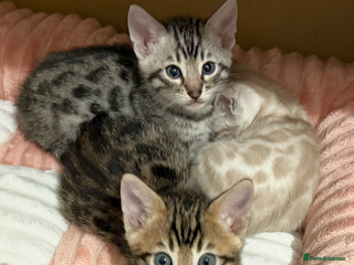 Bengal cats 🩶 BENGAL 🔥 KITTENS 🤍 - Advert 1