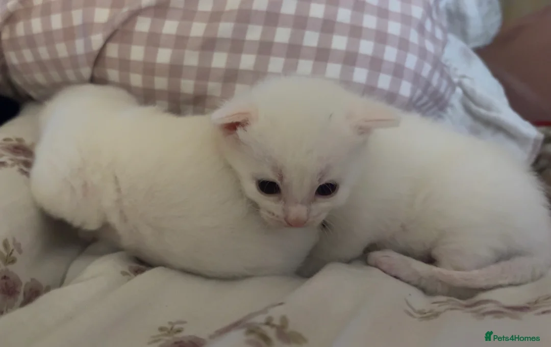 Turkish Angora cats for sale: Turkish Angora Cross in Penzance - Advert 3