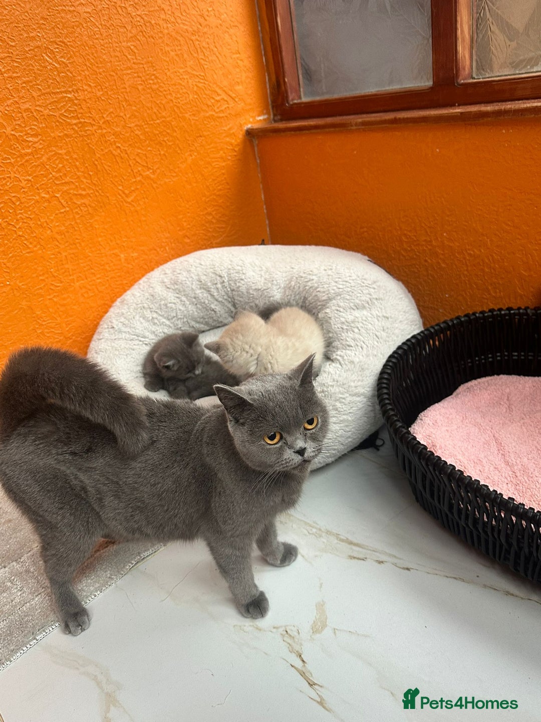 Mixed Breed cats for sale: Kittens  British ShorthaiR X Ragdoll  - Advert 6