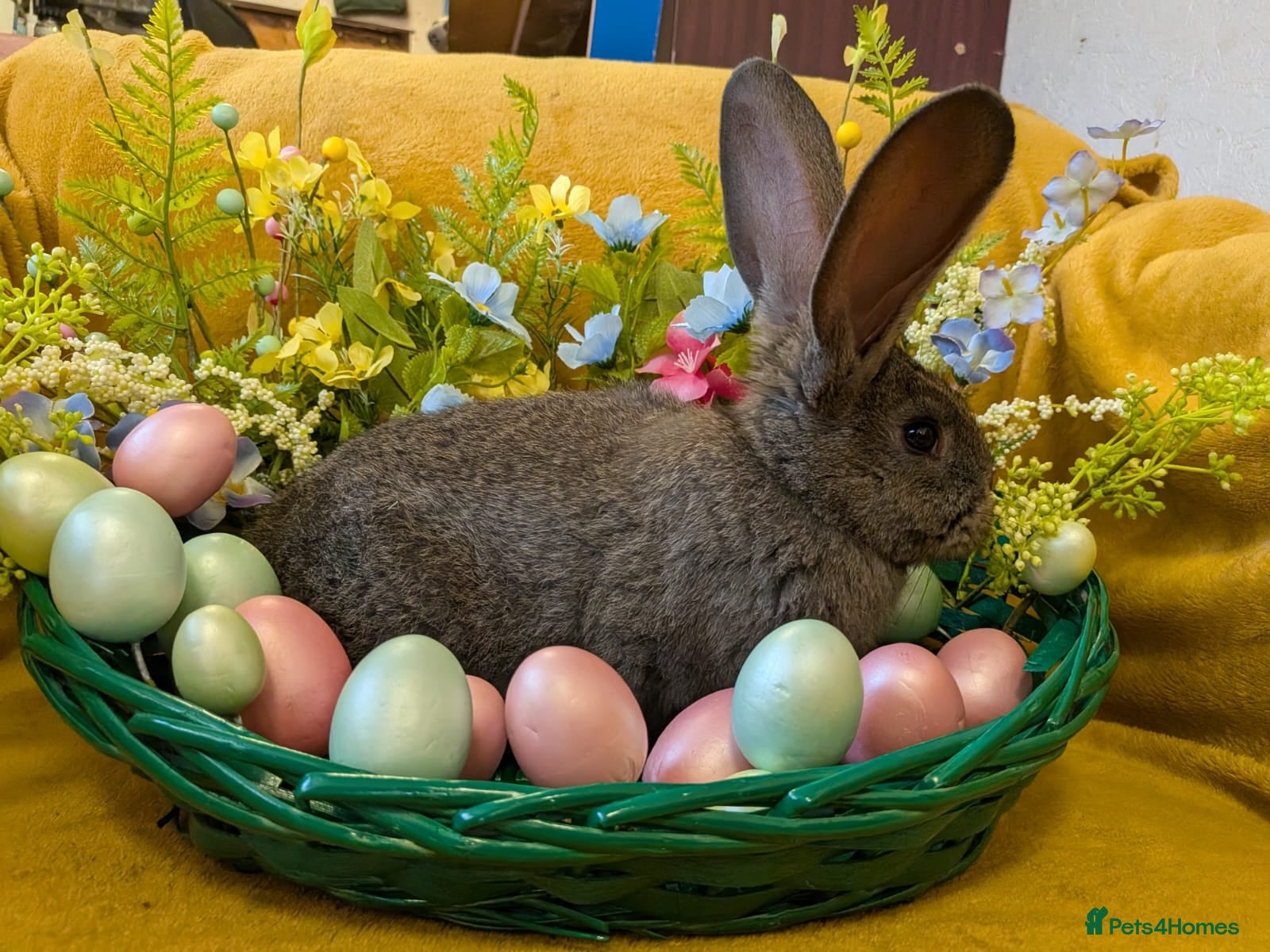 Continental Giant rabbits Continental giants - Advert 1