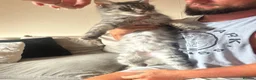 Maine Coon cats for sale: Active Maine coon female  - Advert 3