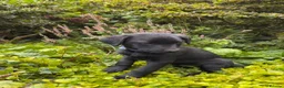 Labrador Retriever dogs for sale: *Just one male Labrador puppy left* - Advert 26