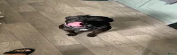 Staffordshire Bull Terrier dogs for sale: 5 staffy puppies for sale - Advert 7