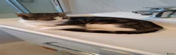 Mixed Breed cats for sale: Beautiful Female Kitten Seeking Loving Home in Romford - Advert 9