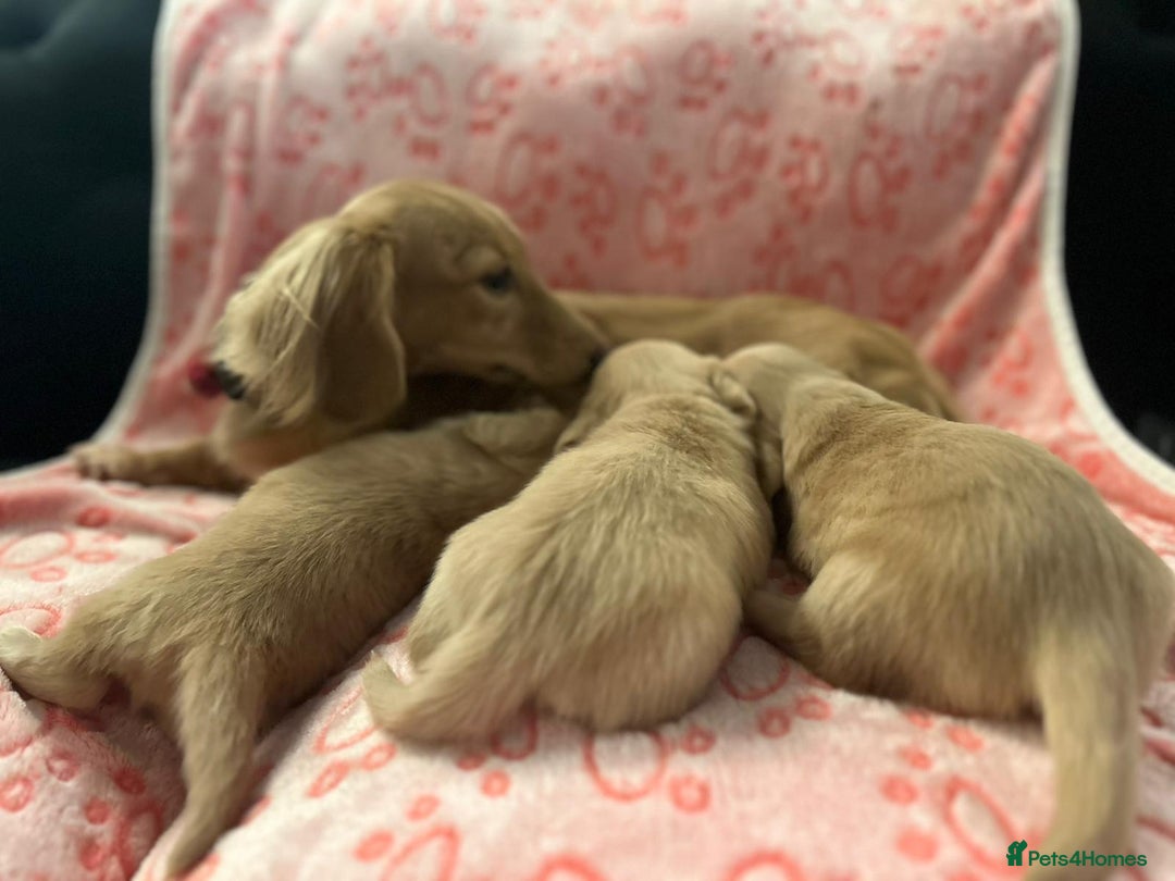 Miniature Dachshund dogs for sale: Cream Luxury Long-Haired Dachshunds - Image 10