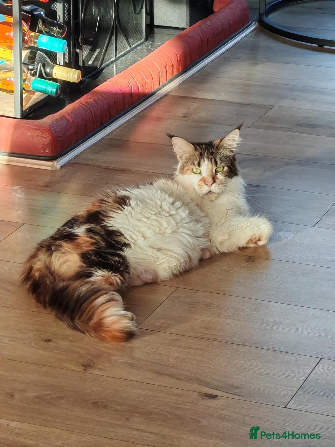 Maine Coon cats for sale: Maine coon kittens  - Advert 1