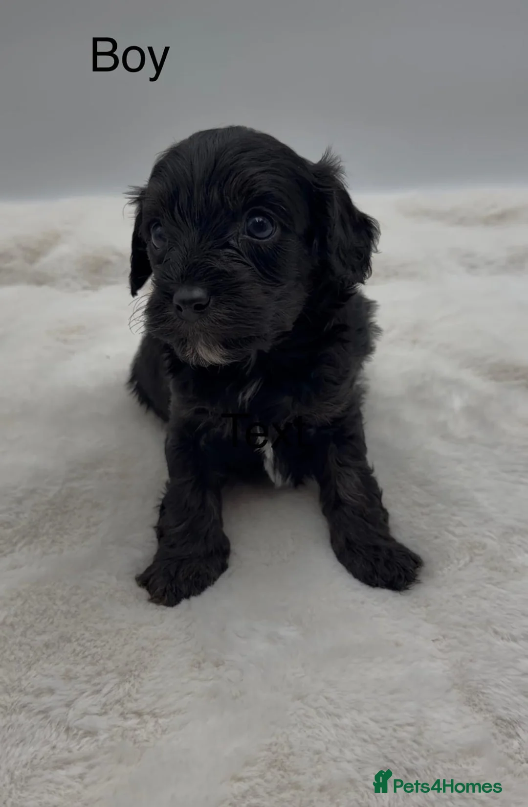 Cavapoo dogs for sale: Stunning Merle Cockapoo Puppies in Markfield - Advert 2