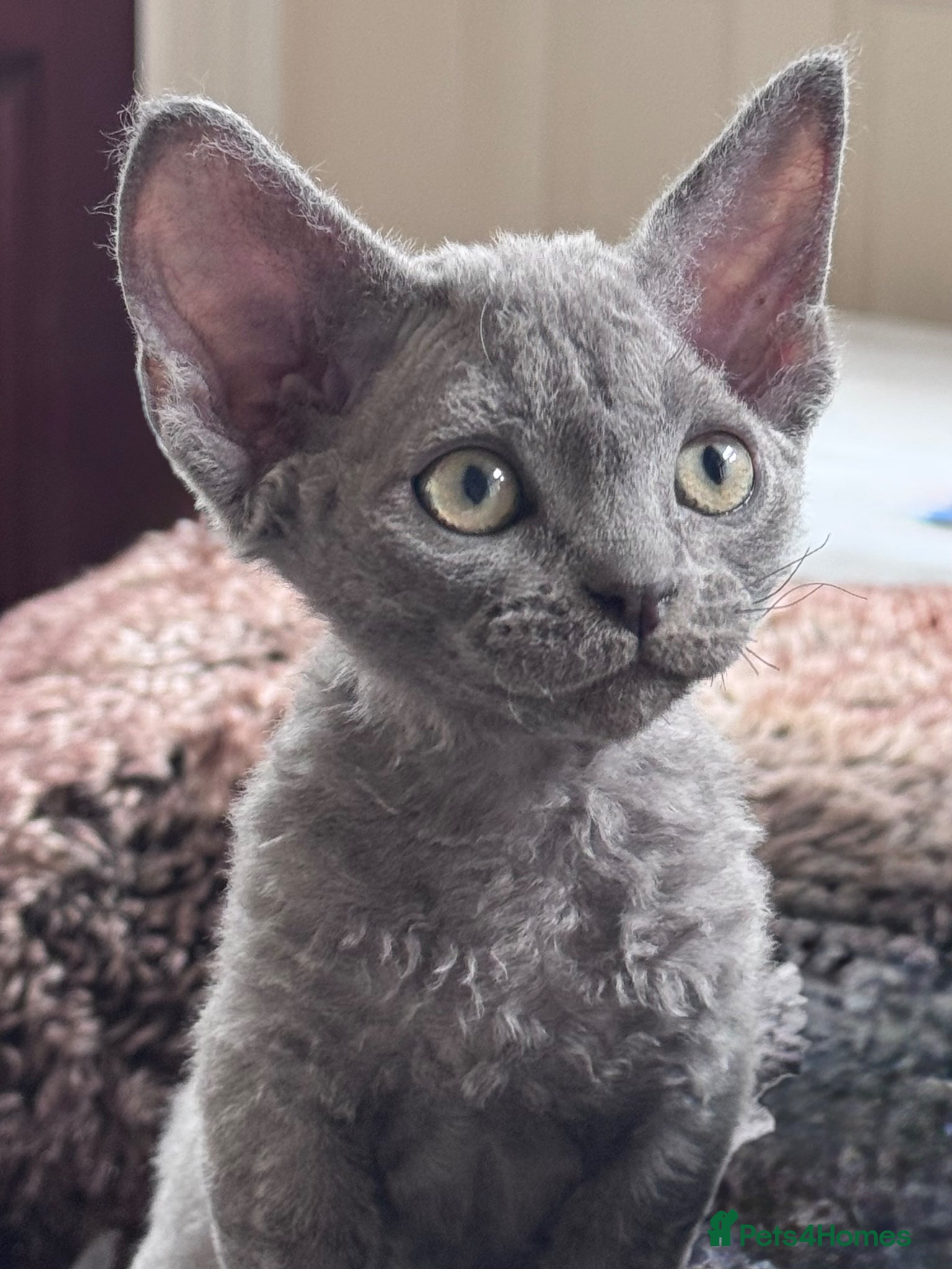 Devon Rex cats Fantastic Pedigree Devon Rex - Advert 6