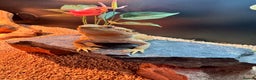 Bearded Dragon reptiles for sale: 1 year old female bearded dragon - Advert 6