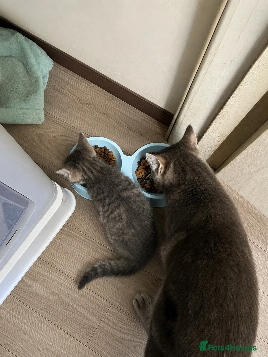 British Longhair cats for sale: British blue long hair  - Advert 2