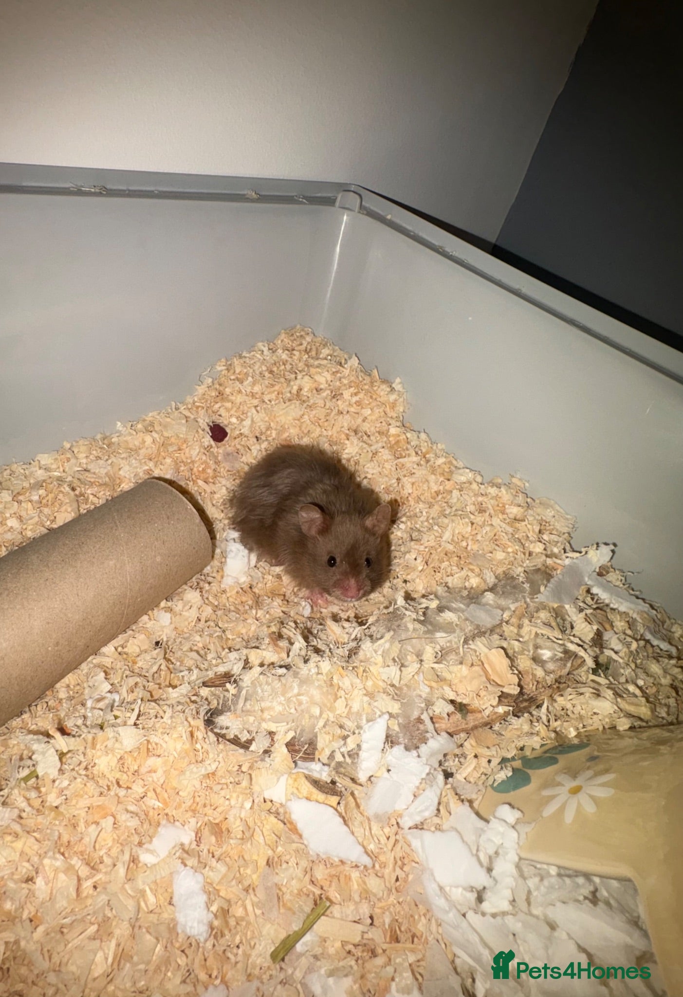 Hamster rodents 3 month old male syrian hamster.  - Advert 1