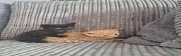 Mixed Breed cats for sale: Kittens ready now 4 x boys 1 x girl - Advert 7