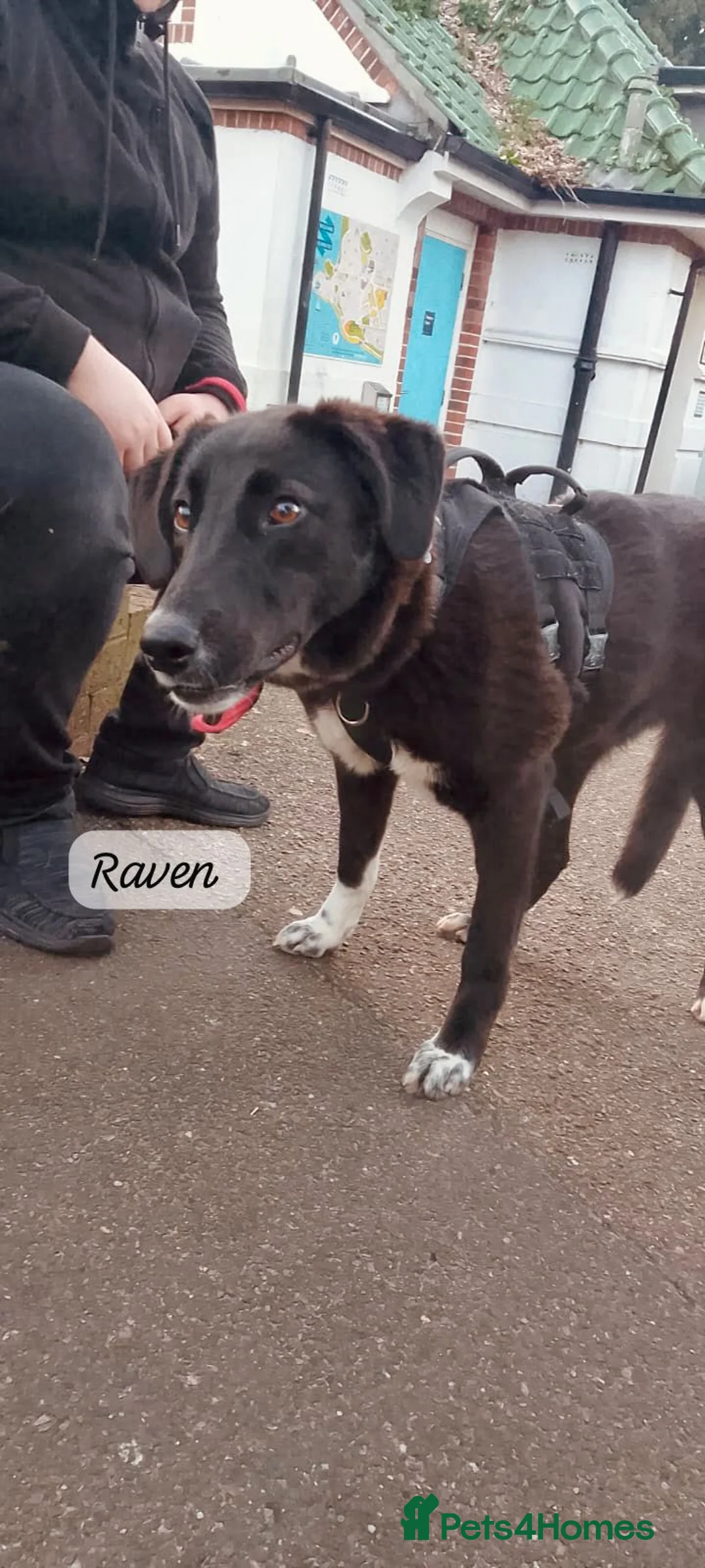 Mixed Breed dogs for adoption: Raven, 1.5 yrs approx. Is ADOPTED - Advert 22