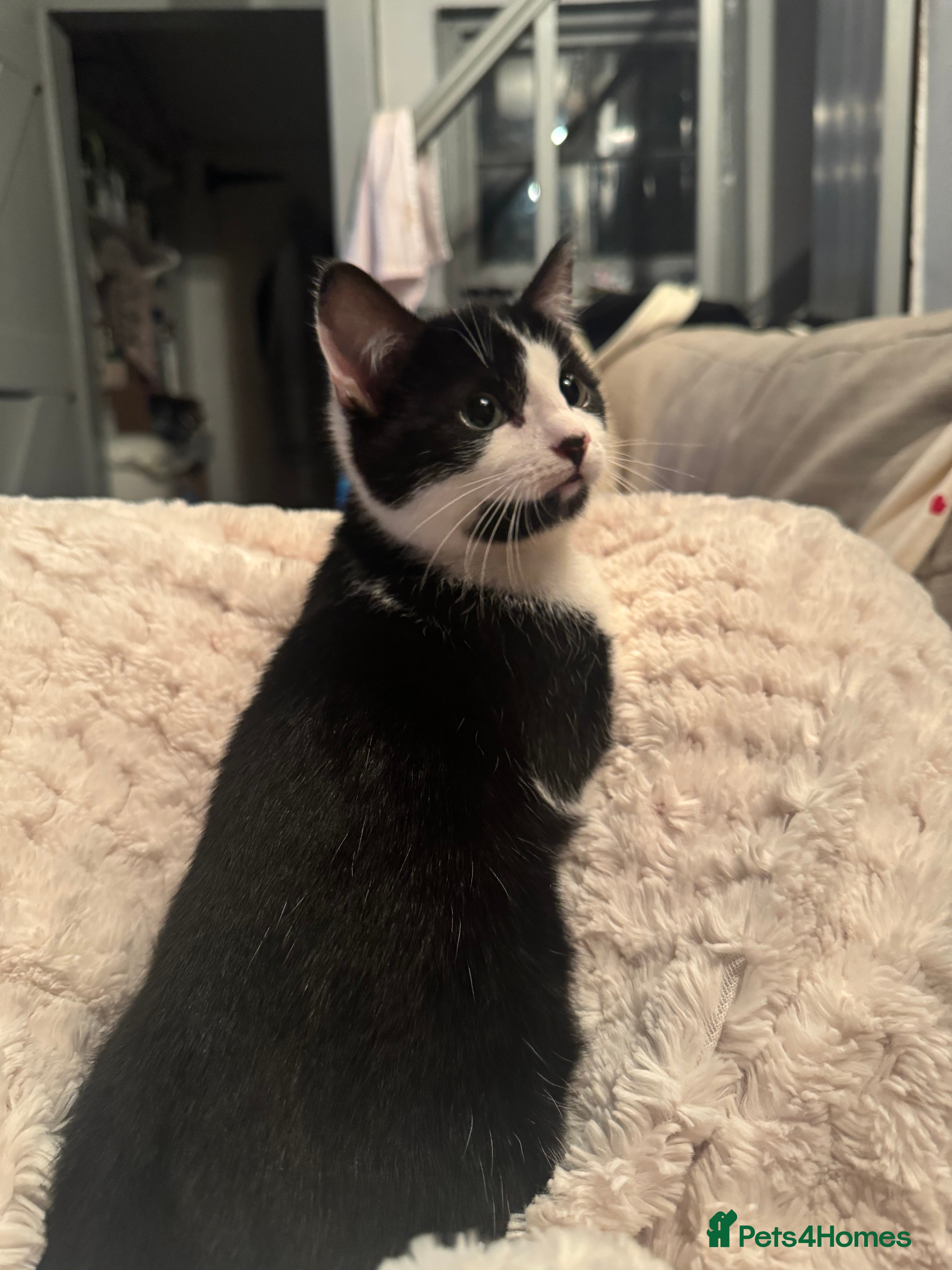 Domestic Shorthair cats Kitten For A New Home - Advert 3