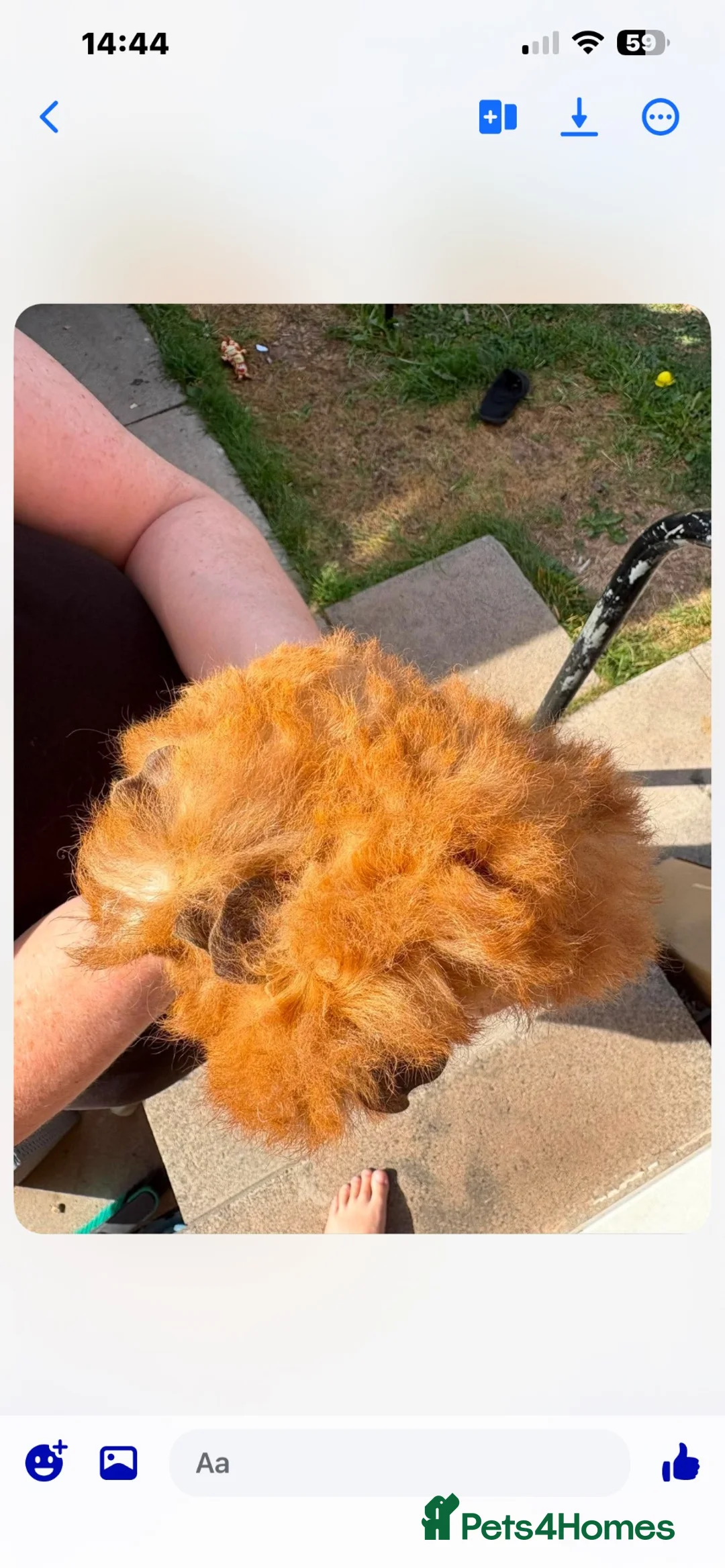 Guinea Pig rodents for sale: 2 male longhaired Guineapigs  - Advert 5