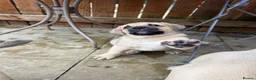 Mixed Breed dogs for sale:  £850! Ready! Stunning Kangal cross  - Advert 8
