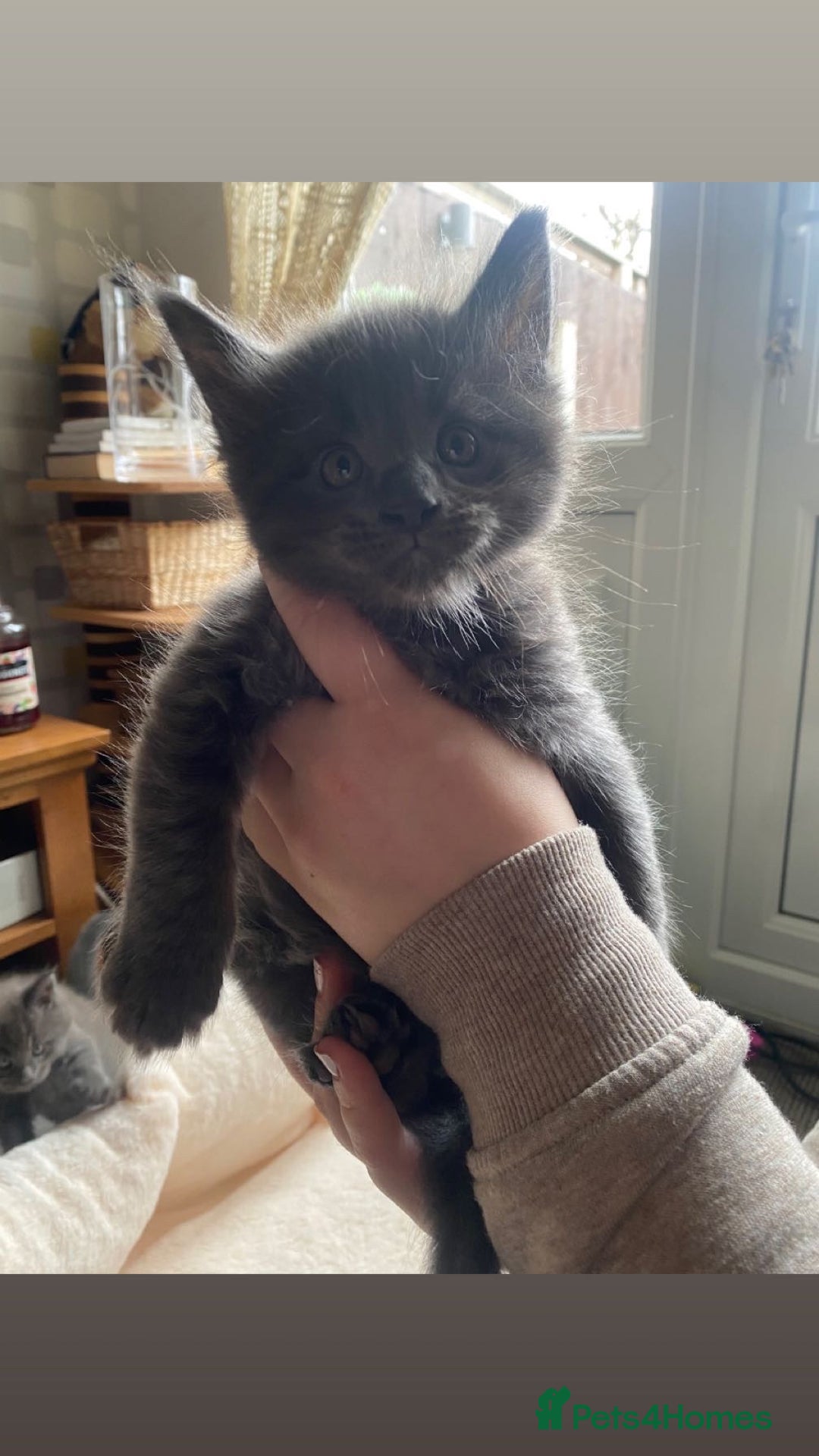 Maine Coon cats for sale: Maine Coon kittens  - Image 7