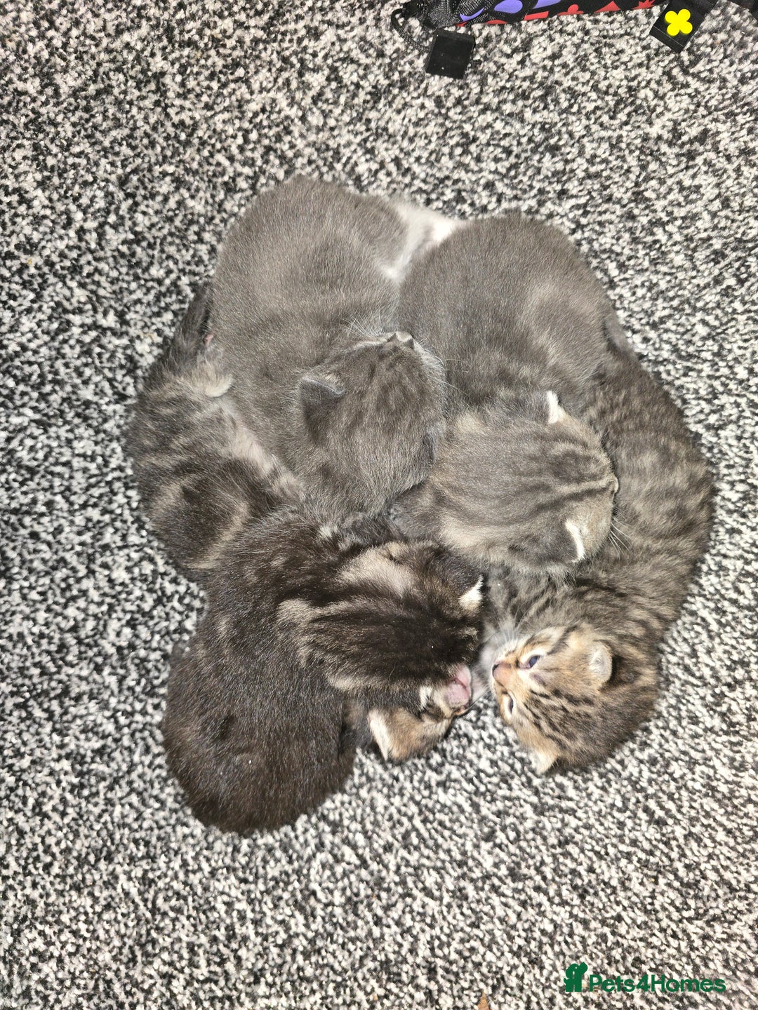 Mixed Breed cats for sale: Small mixed breed fluffy kittens - Advert 9