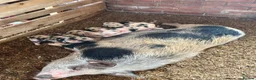 Pig livestock for sale: Juliana piglets for sale - Advert 3