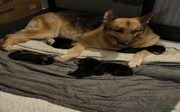 German Shepherd dogs for sale: German Shepherd Puppies  - Image 6