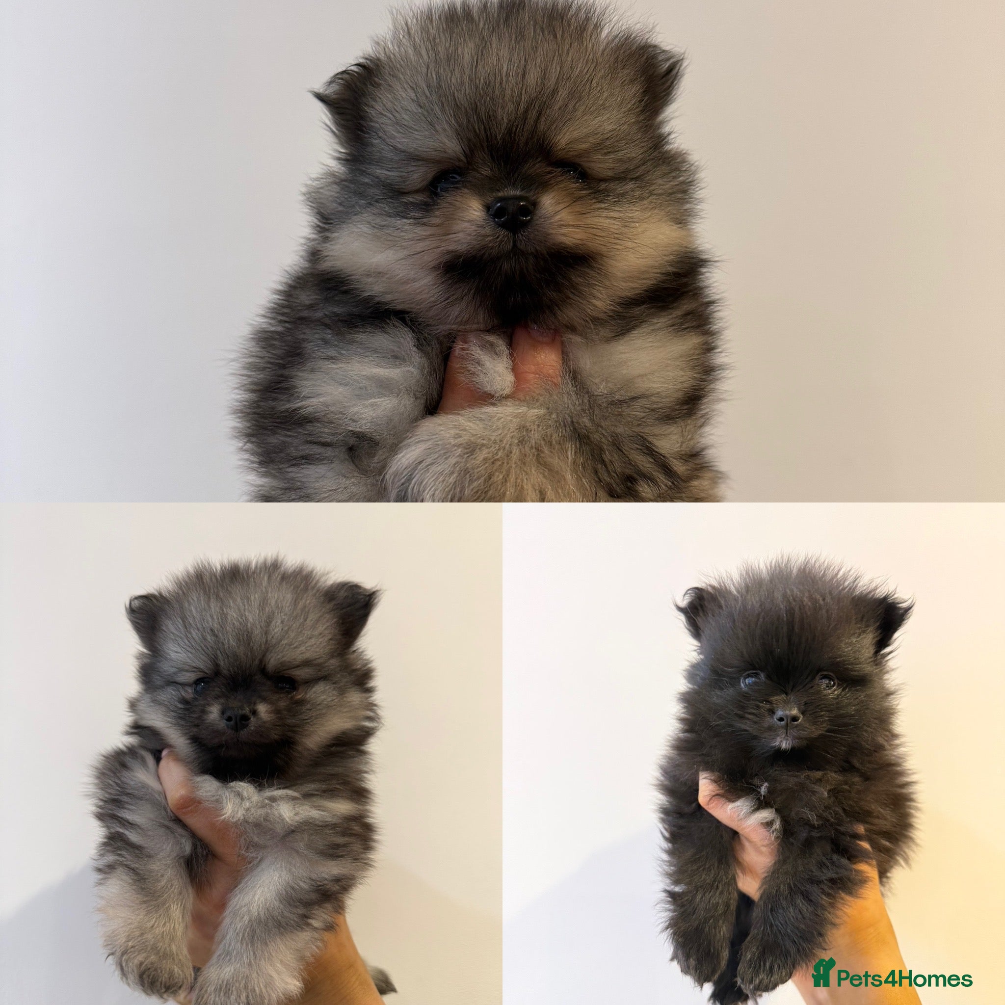 Pomeranian dogs Beautiful Home-Reared Pomeranian Puppies - Advert 1