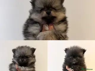 Pomeranian dogs Beautiful Home-Reared Pomeranian Puppies - Advert 1
