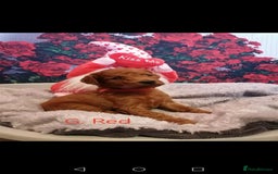 Mixed Breed dogs for sale: Stunning multigenerational golden Irish doodles  - Image 2