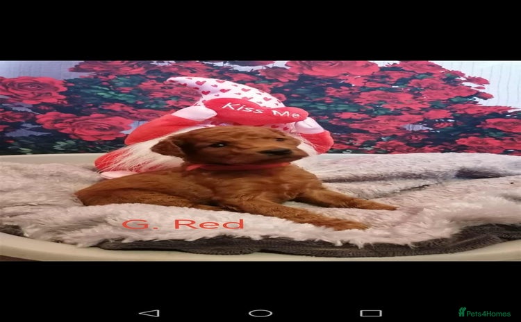 Mixed Breed dogs - Advert 2