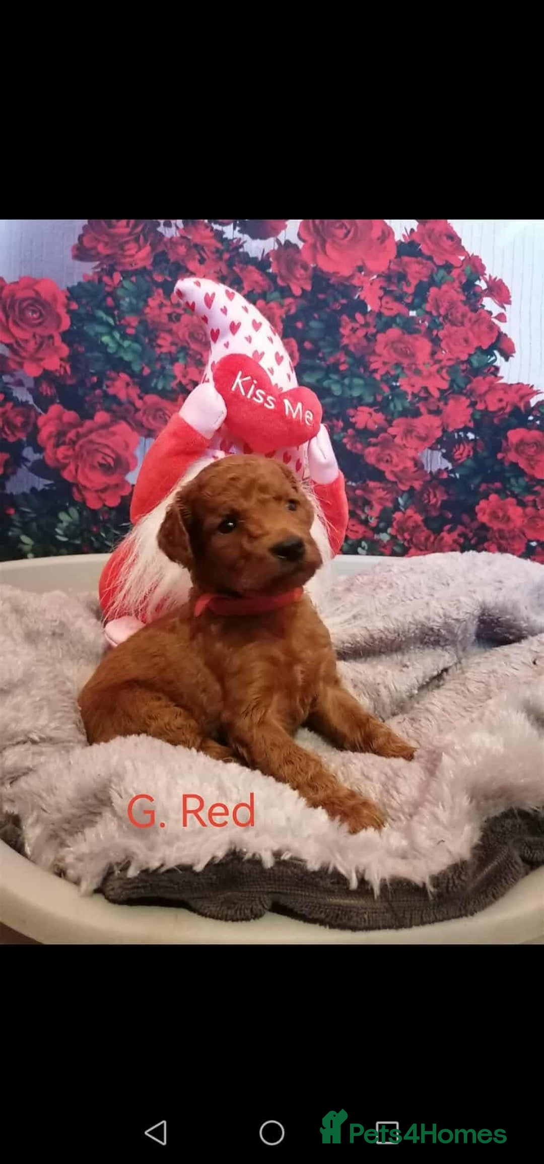 Mixed Breed dogs for sale: Stunning multigenerational golden Irish doodles  - Image 2