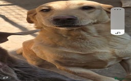 Labrador Retriever dogs for sale: Yellow female Labrador for sale  - Image 2