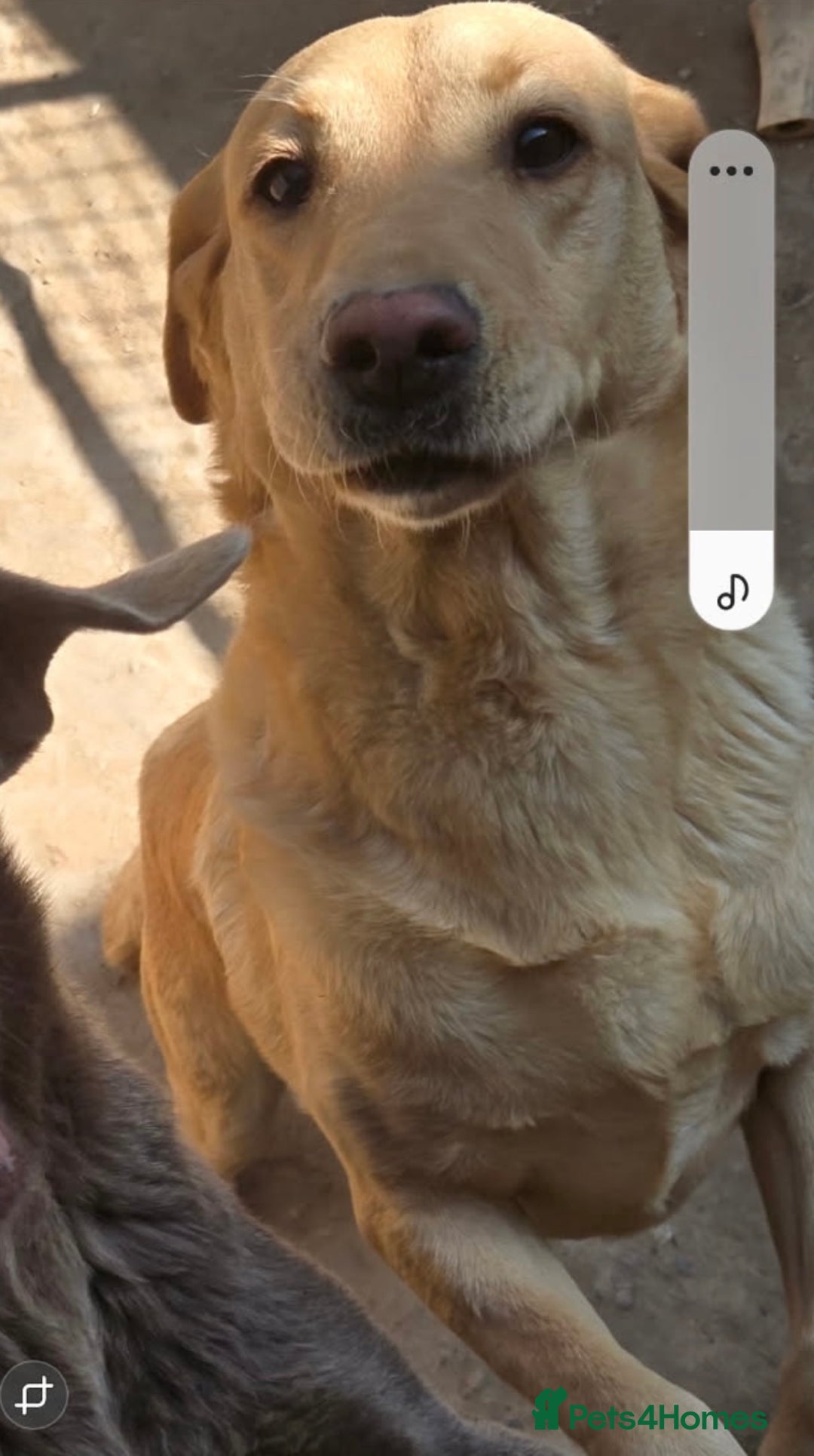 Labrador Retriever dogs for sale: Yellow female Labrador for sale  - Image 2