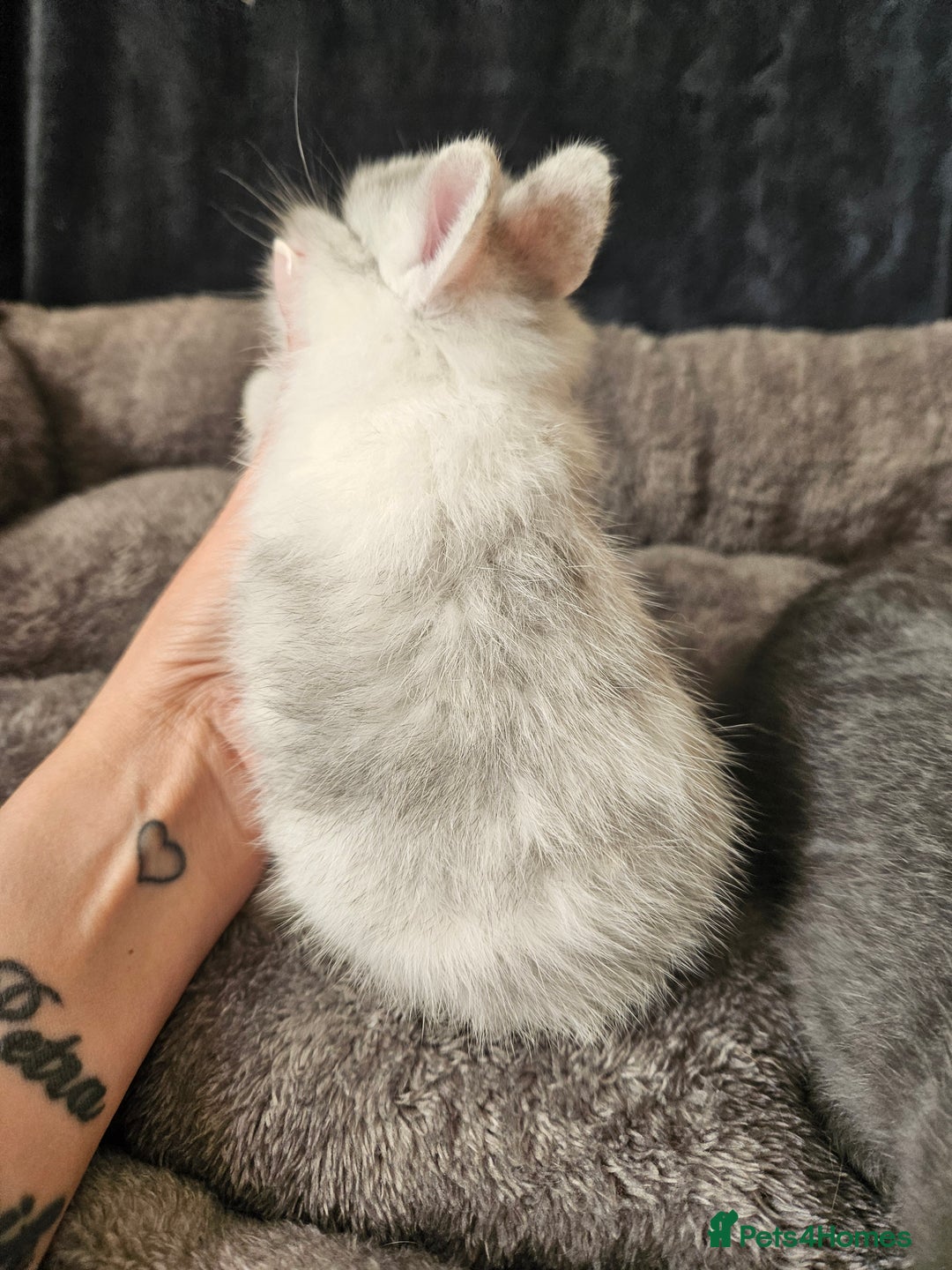 Netherland Dwarf rabbits for sale: Blue and Magpie boys - Advert 9