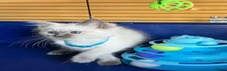 Ragdoll cats for sale: GCCF Ragdoll 🏆Champion Bloodline🌟5-Gen Pedigrees - Advert 3