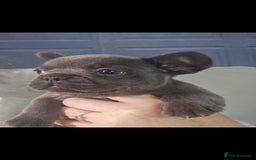 French Bulldog dogs for sale: Beautiful French bulldog puppies - Image 13