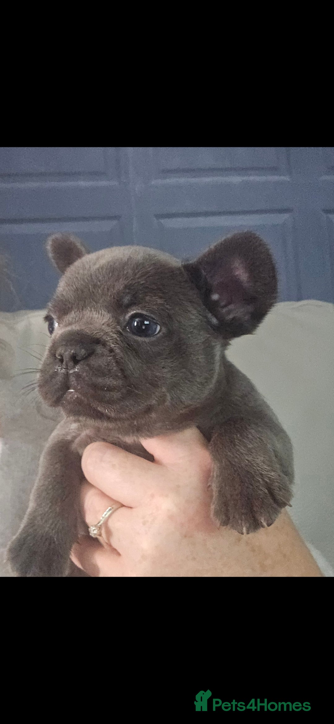 French Bulldog dogs for sale: Beautiful French bulldog puppies - Image 13
