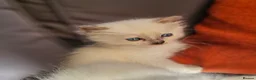 Ragdoll cats for sale: ragdoll kittens for  sale  - Advert 10
