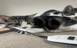 Mixed Breed cats for sale: 2 tabby kittens  - Image 11