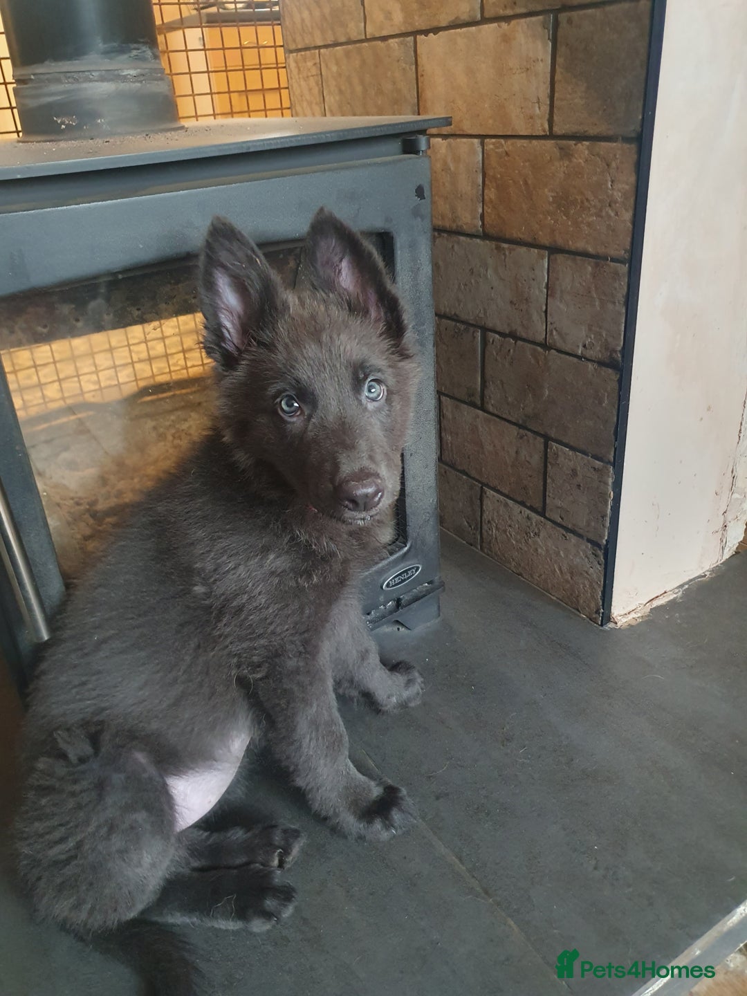 German Shepherd dogs for sale: 10 German Shepherd puppies for sale - Image 4