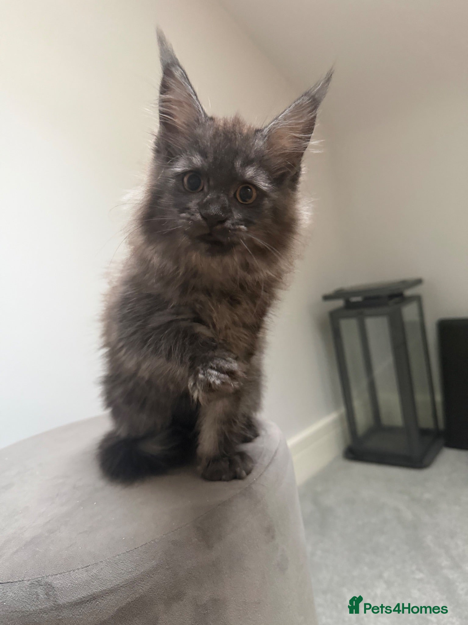Maine Coon cats Poly and non poly ready now  - Advert 1