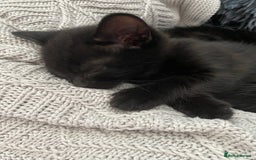 Domestic Shorthair cats for sale: Male black kittens  in Worthing - Image 9