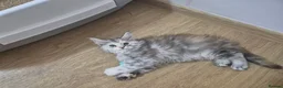 Maine Coon cats for sale: Pedigree gccf registered maine coon kittens - Advert 5