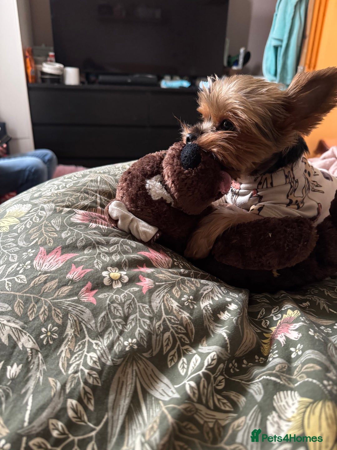 Maltese dogs for sale: Male puppy  - Advert 4