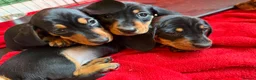 Dachshund dogs for sale: 4 beautiful boys  - Advert 6