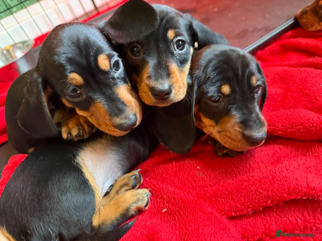Dachshund dogs for sale: 4 beautiful boys  - Advert 6