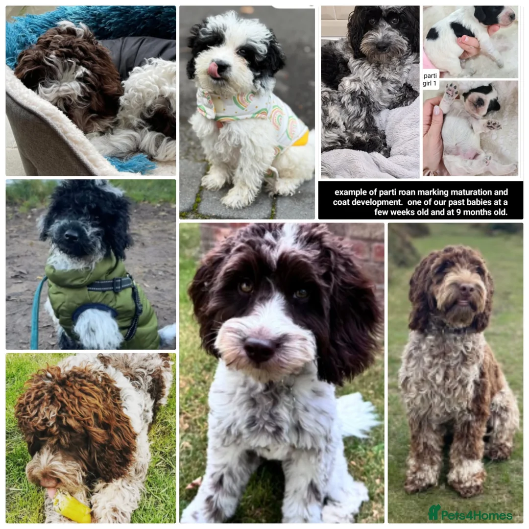 Cockapoo dogs for sale: Cockapoos Due Feb (to leave April 2026)- Waitlist - Advert 3