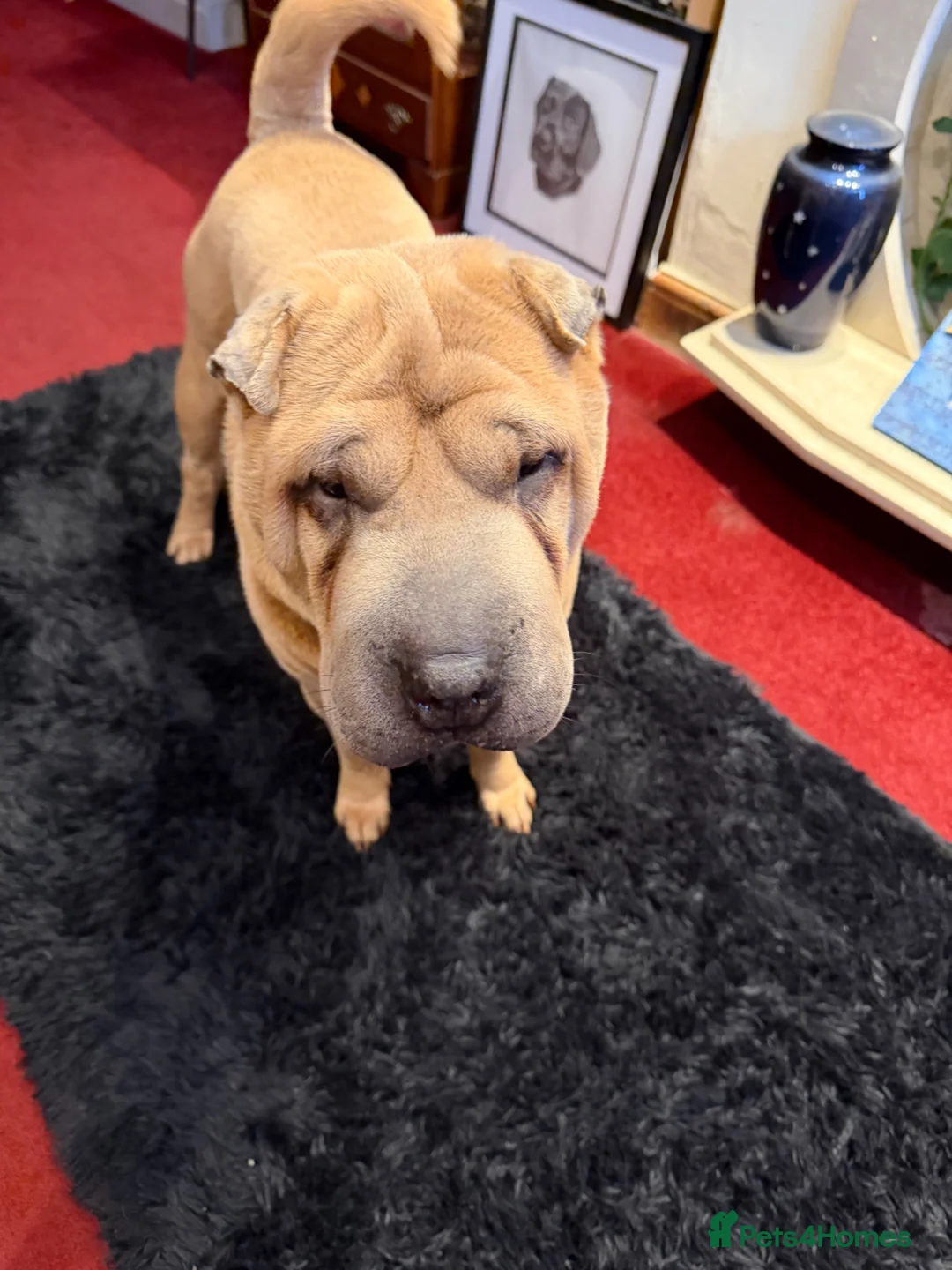 Shar Pei dogs for stud: Up for stud  in Swindon - Advert 2