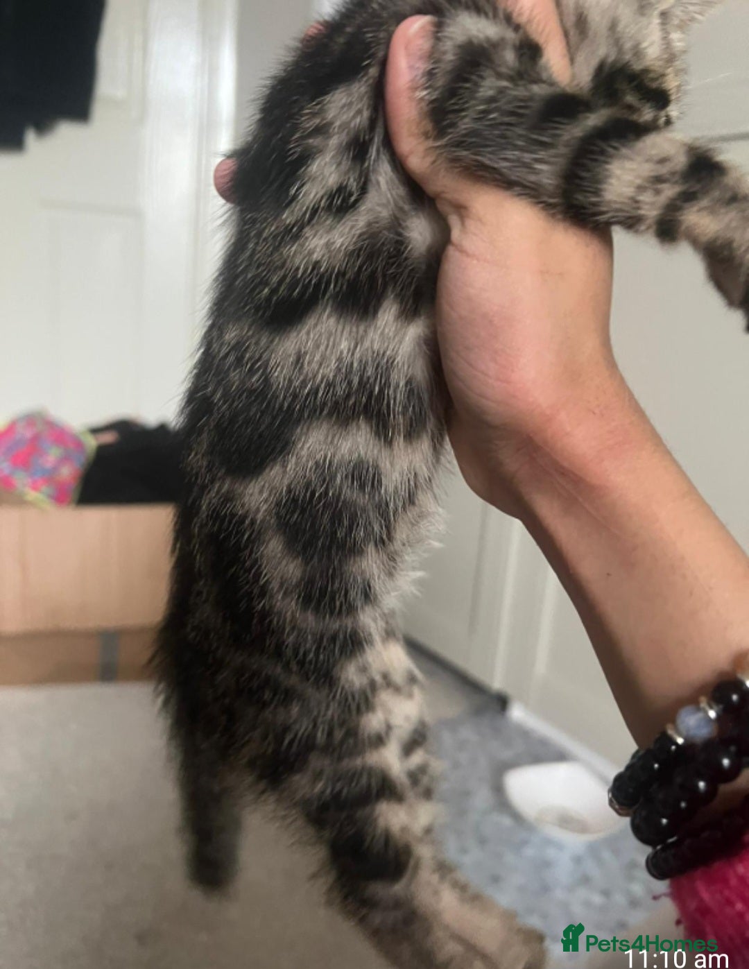Bengal cats for sale: Stunning bengal-cross kittens for sale! - Advert 5