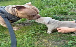 American Bully dogs for stud:  PROVEN💯Pocket/Micro American Bully🦍KUJO - Stud - Image 11