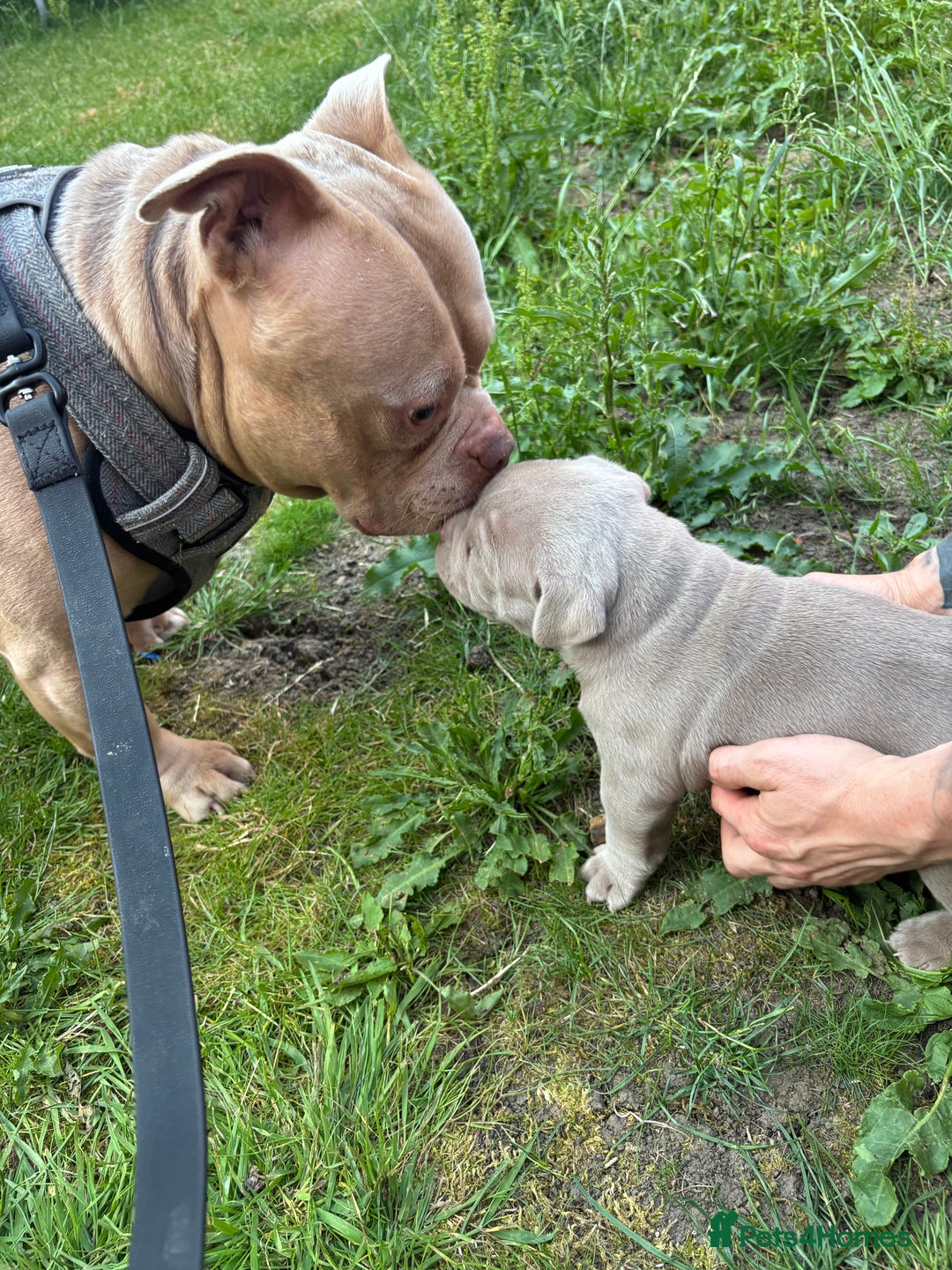 American Bully dogs for stud:  PROVEN💯Pocket/Micro American Bully🦍KUJO - Stud - Image 11