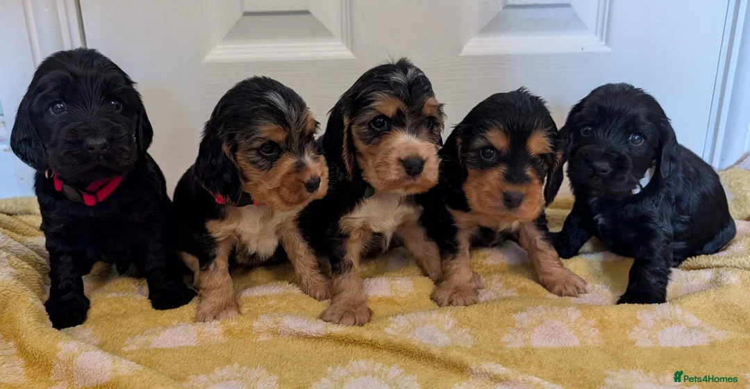 Cocker Spaniel dogs for sale: Kc Health Tested Show Type Cocker Spaniel Puppies - Advert 7